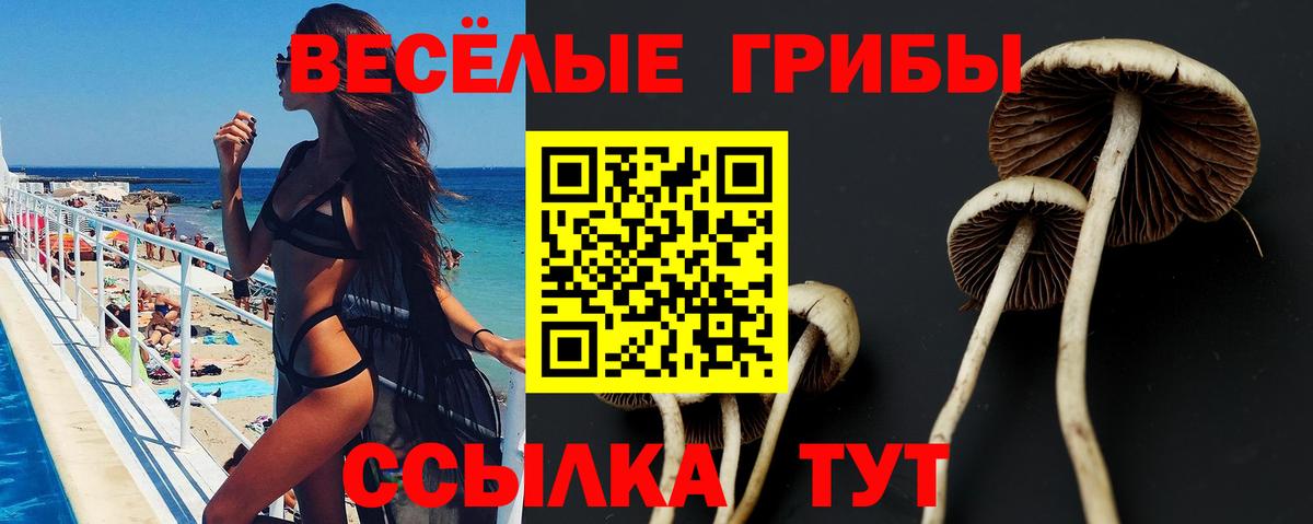 Галлюциногенные грибы Psilocybine cubensis  Зерноград 